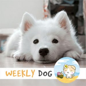 weekly dog